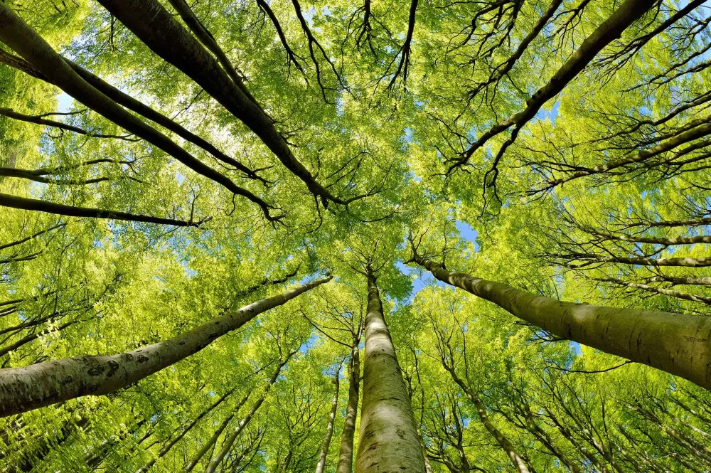 Abattage d'arbre à Hoeilaart